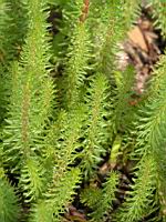 Hippuris vulgaris (fam Hippuridacees) (rg temperees) (13)